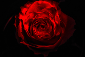 O Nome da Rosa: do Medieval ao Contemporâneo
