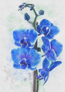 Você conhece a Orquídea Azul?